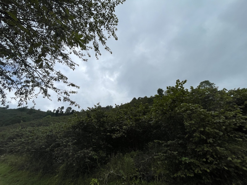 GİRESUN BULANCAK'TA 4.652 M2 SATILIK FINDIK BAHÇESİ